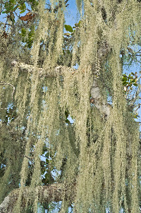 Ramalina menziesii image