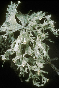 Ramalina sinensis image