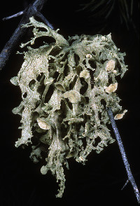 Ramalina sinensis image