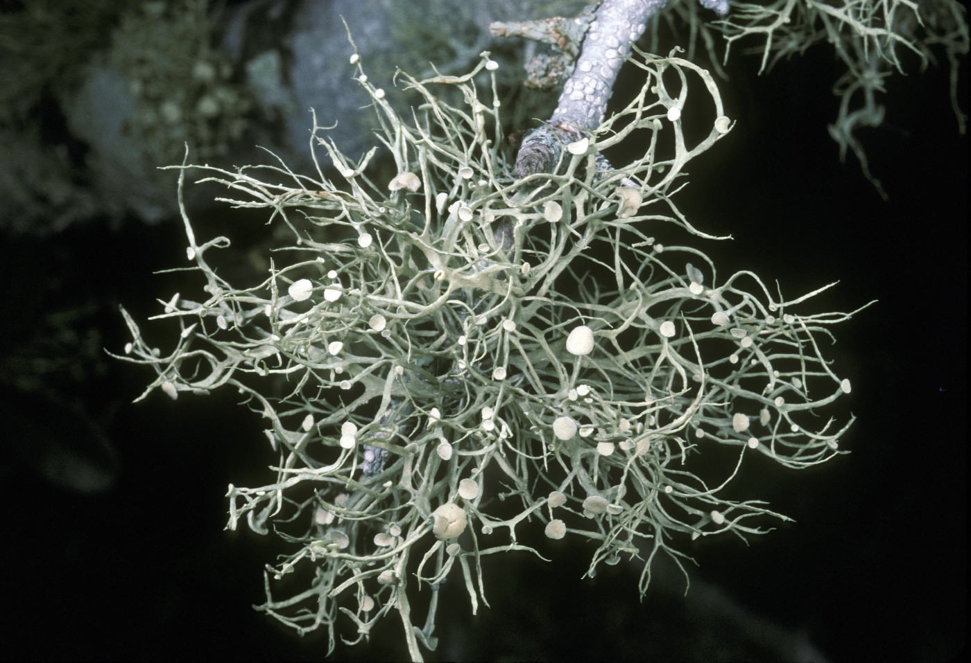 Ramalina stenospora image