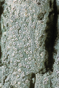 Rhabdodiscus granulosus image