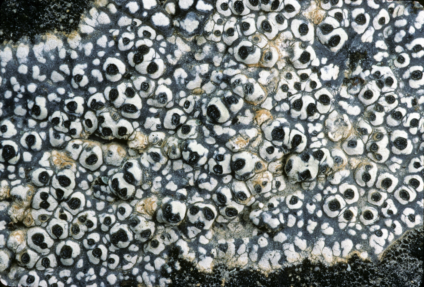 Rhizocarpon atroflavescens image