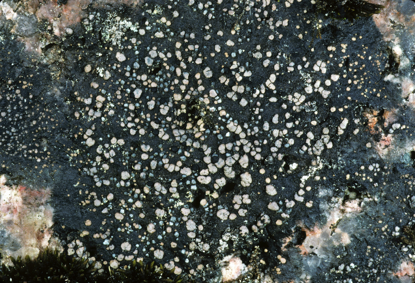 Rhizocarpon badioatrum image