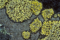 Rhizocarpon cookeanum image