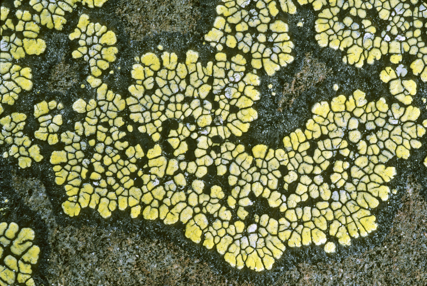 Rhizocarpon cookeanum image