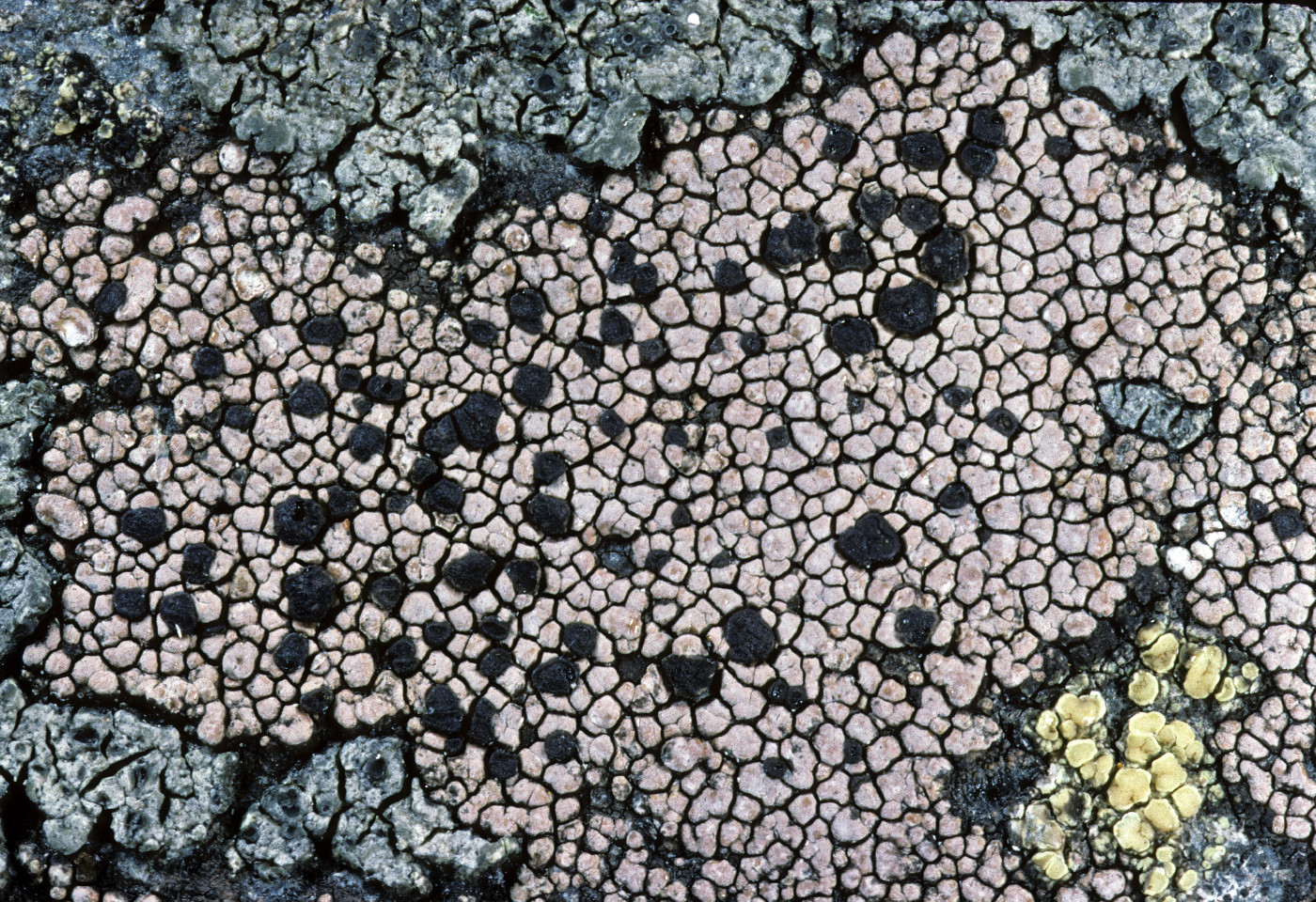 Rhizocarpon geminatum image