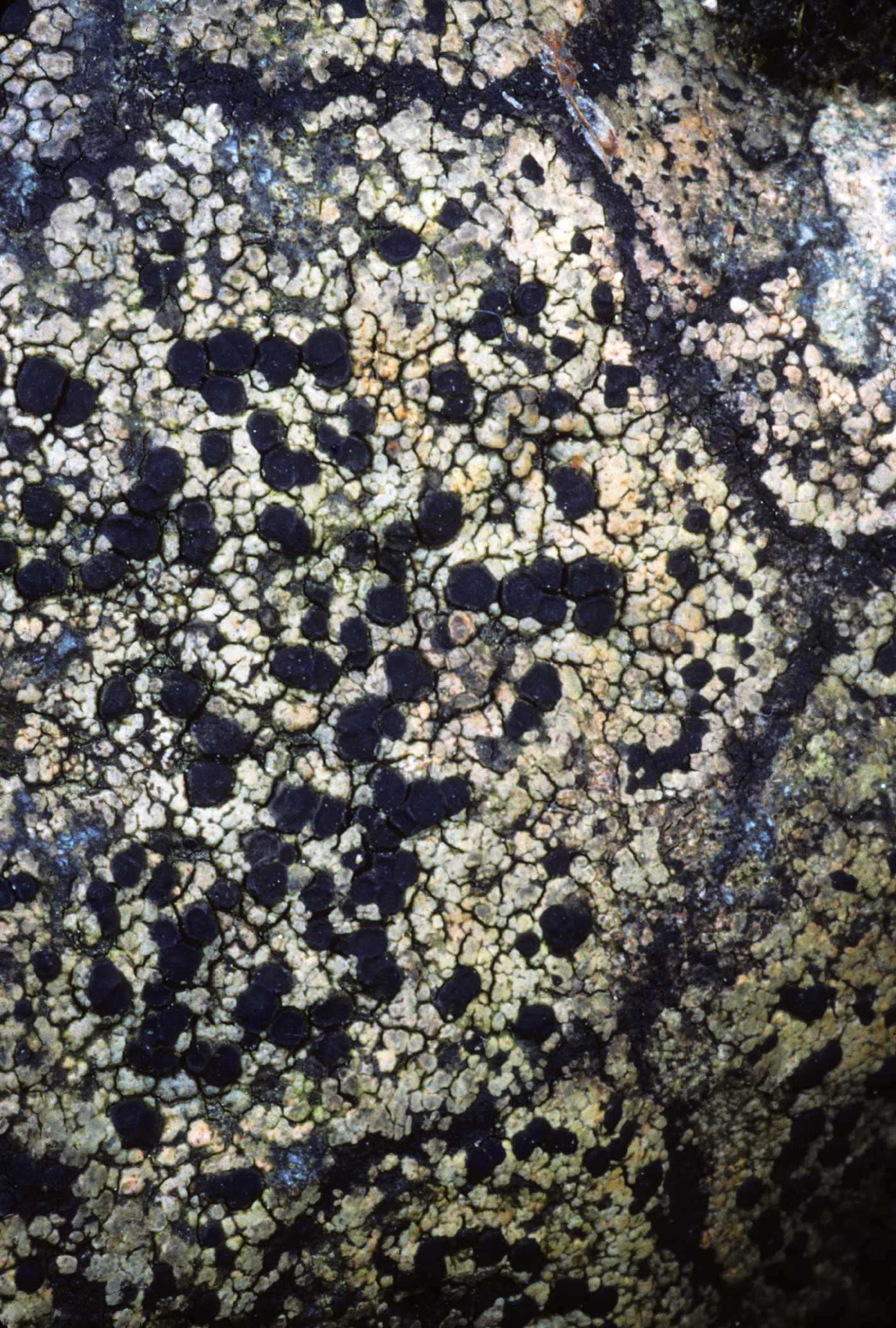 Rhizocarpon lavatum image