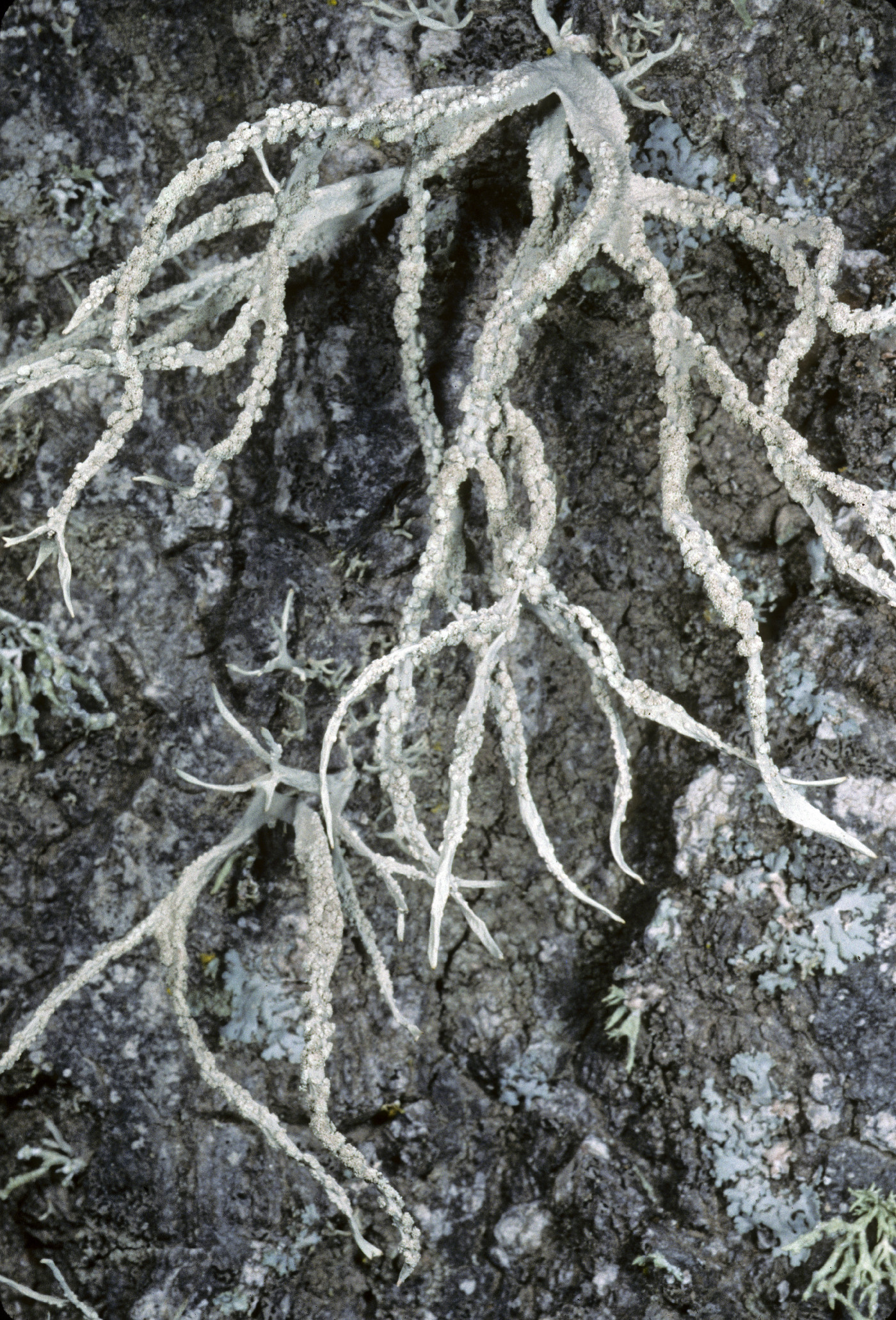 Roccella gracilis image