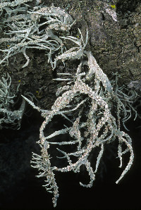 Roccella gracilis image
