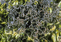 Scytinium palmatum image