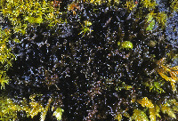 Scytinium palmatum image