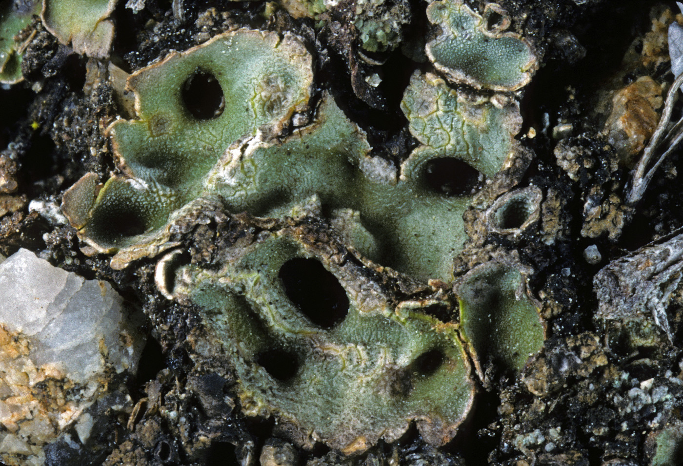 Solorina bispora image