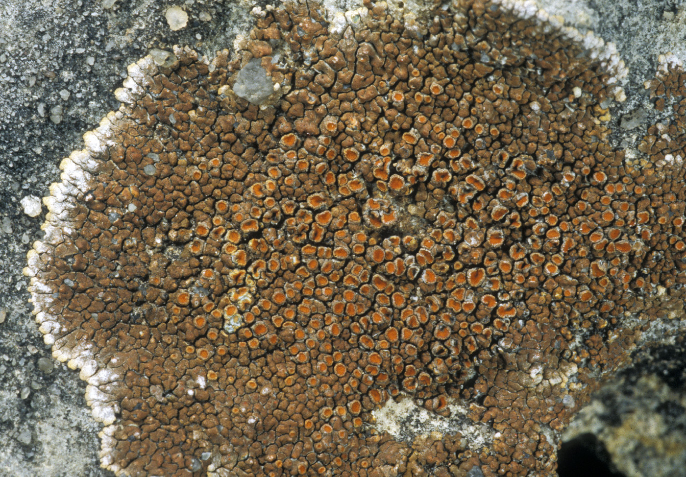 Squamulea galactophylla image