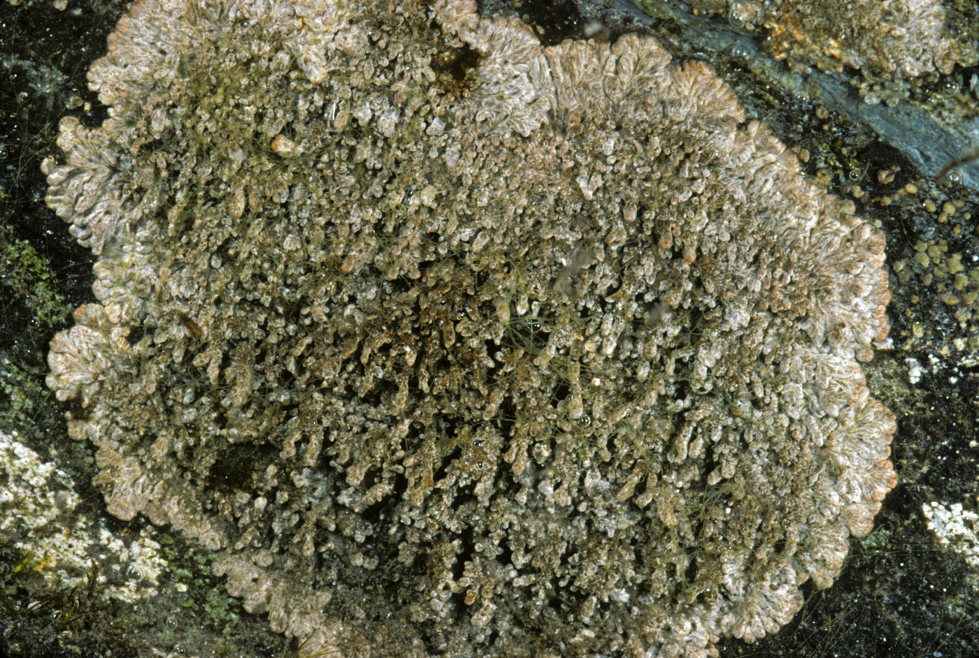 Steineropsis alaskana image