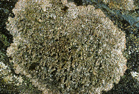 Image of Steineropsis alaskana