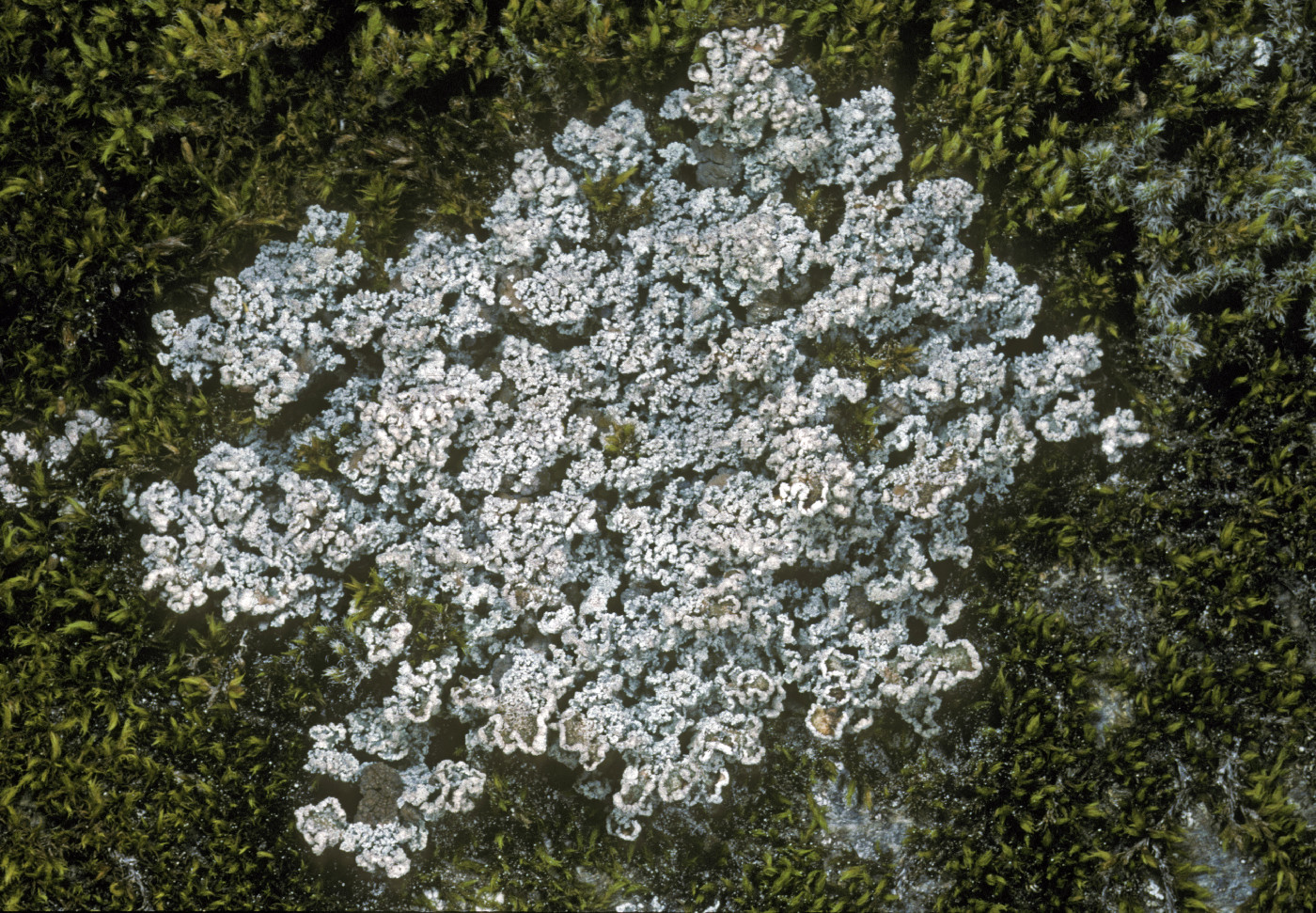 Stereocaulon coniophyllum image