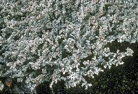 Stereocaulon groenlandicum image