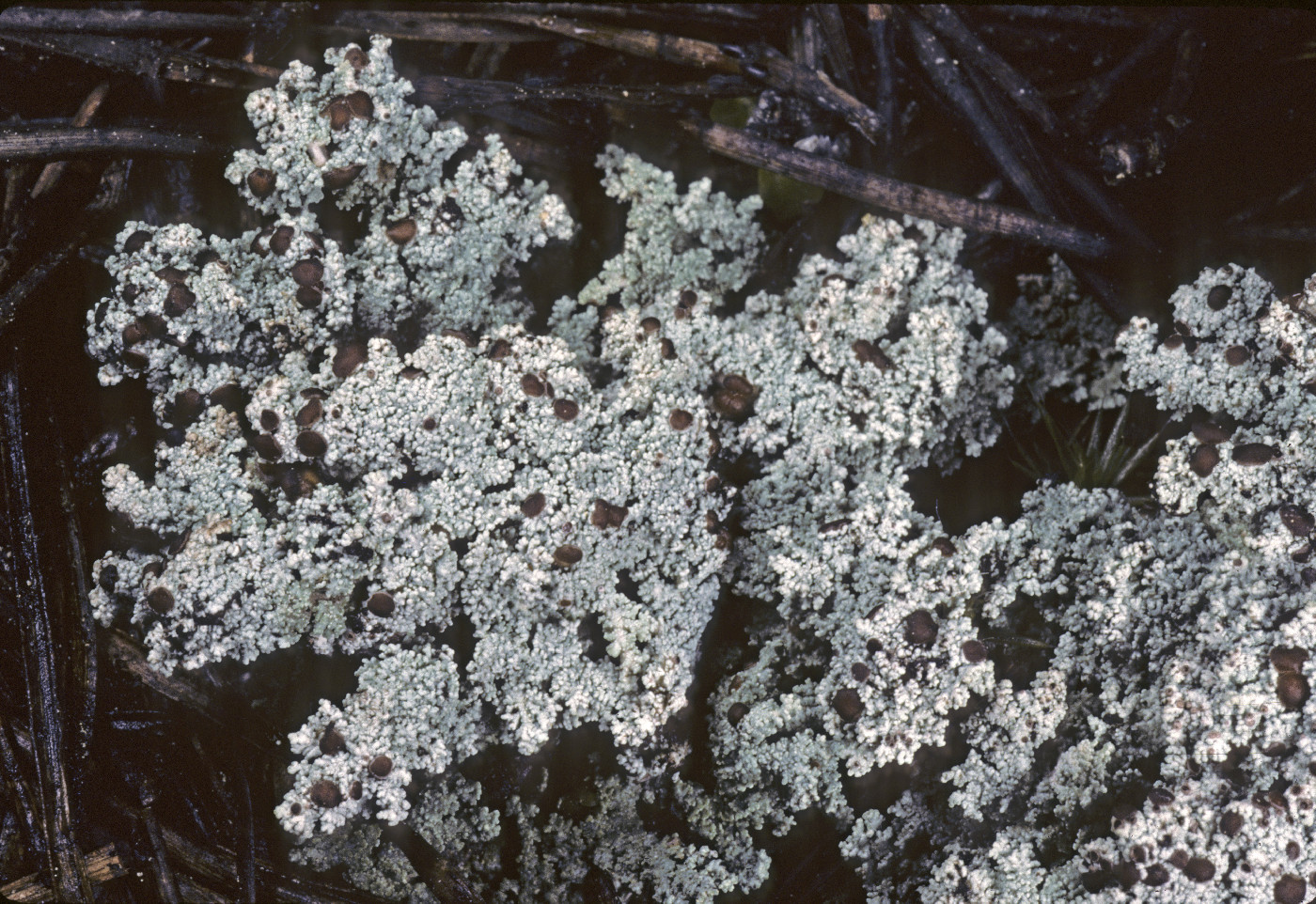 Stereocaulon tomentosum image