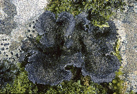 Sticta fuliginosa image