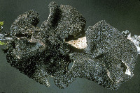 Sticta fuliginosa image