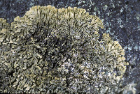 Tingiopsidium sonomense image