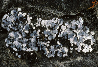 Image of Thalloidima alutaceum
