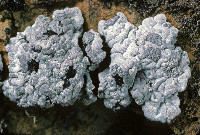 Image of Thalloidima candidum