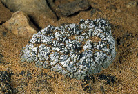 Thalloidima sedifolium image