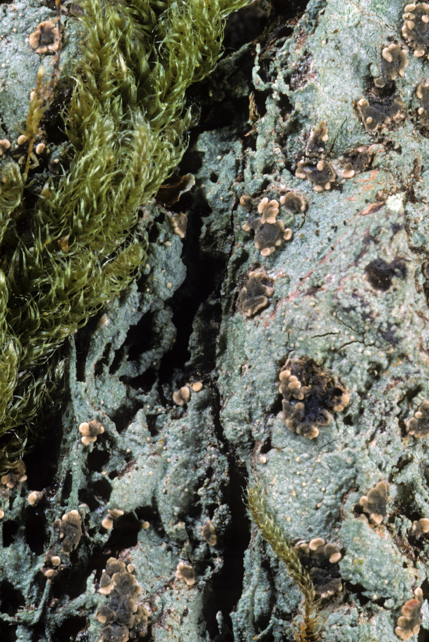 Trapeliopsis pseudogranulosa image