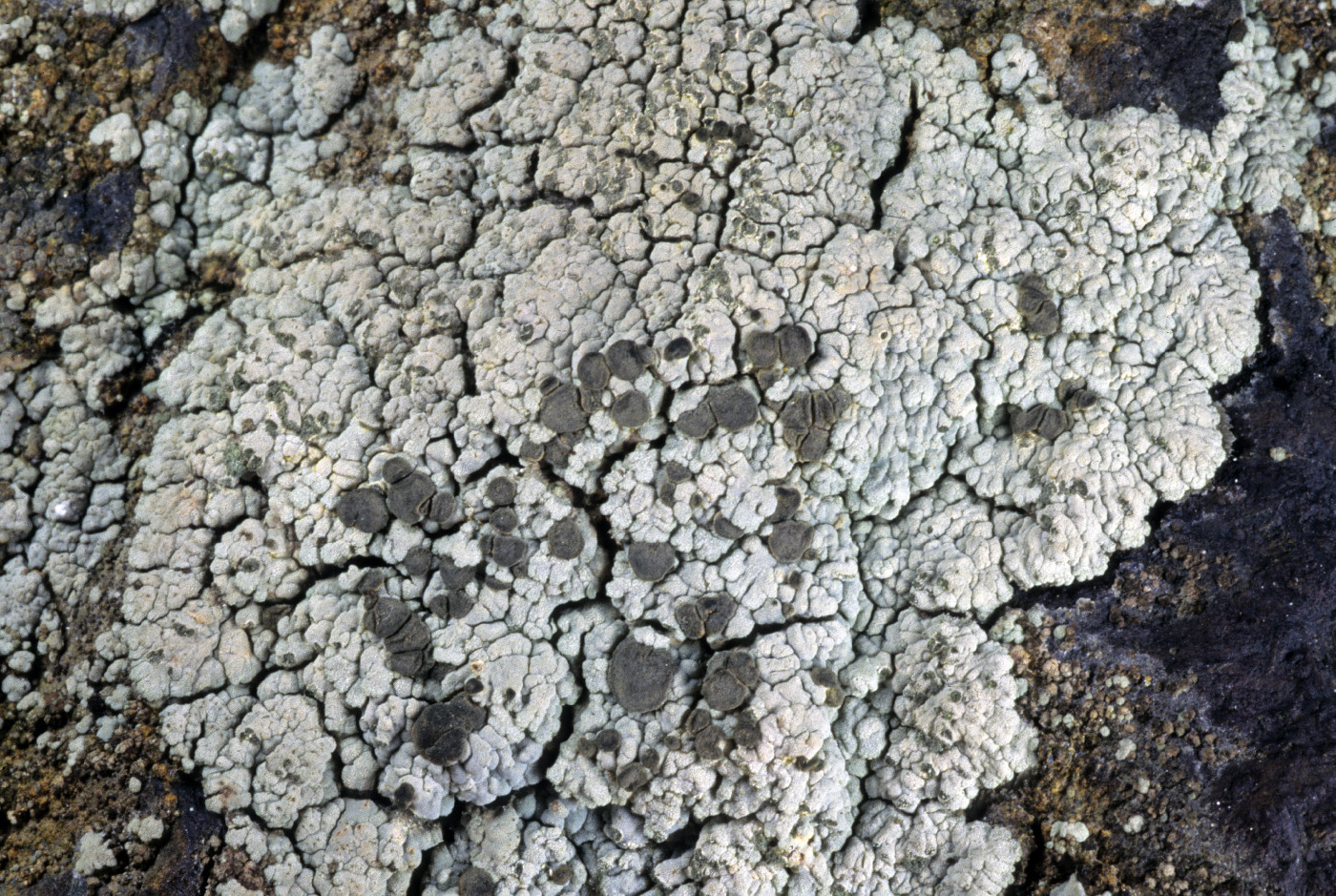 Trapeliopsis steppica image