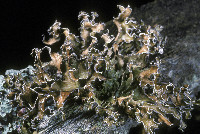 Tuckermanopsis chlorophylla image