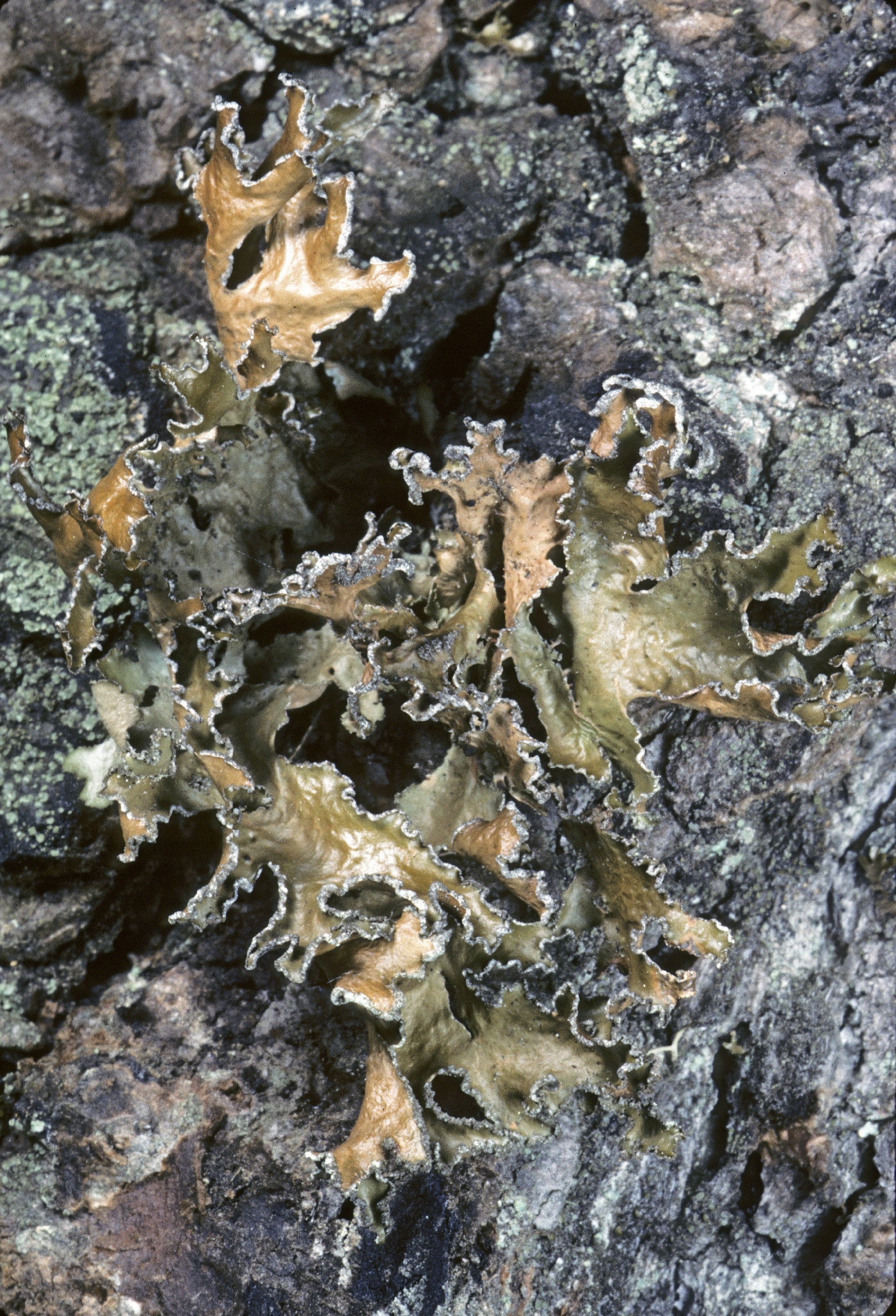 Tuckermanopsis chlorophylla image