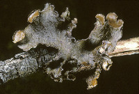 Tuckermanopsis platyphylla image