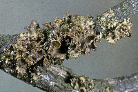 Image of Tuckermannopsis sepincola