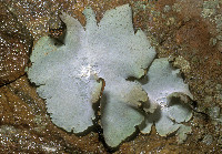 Umbilicaria americana image