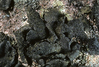 Umbilicaria subg. Floccularia image