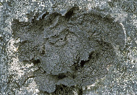 Umbilicaria hyperborea image