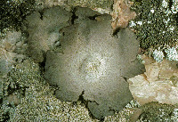 Umbilicaria mammulata image