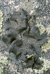 Umbilicaria subg. Papillophora image