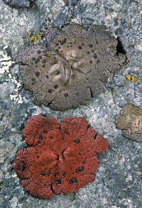 Umbilicaria phaea image