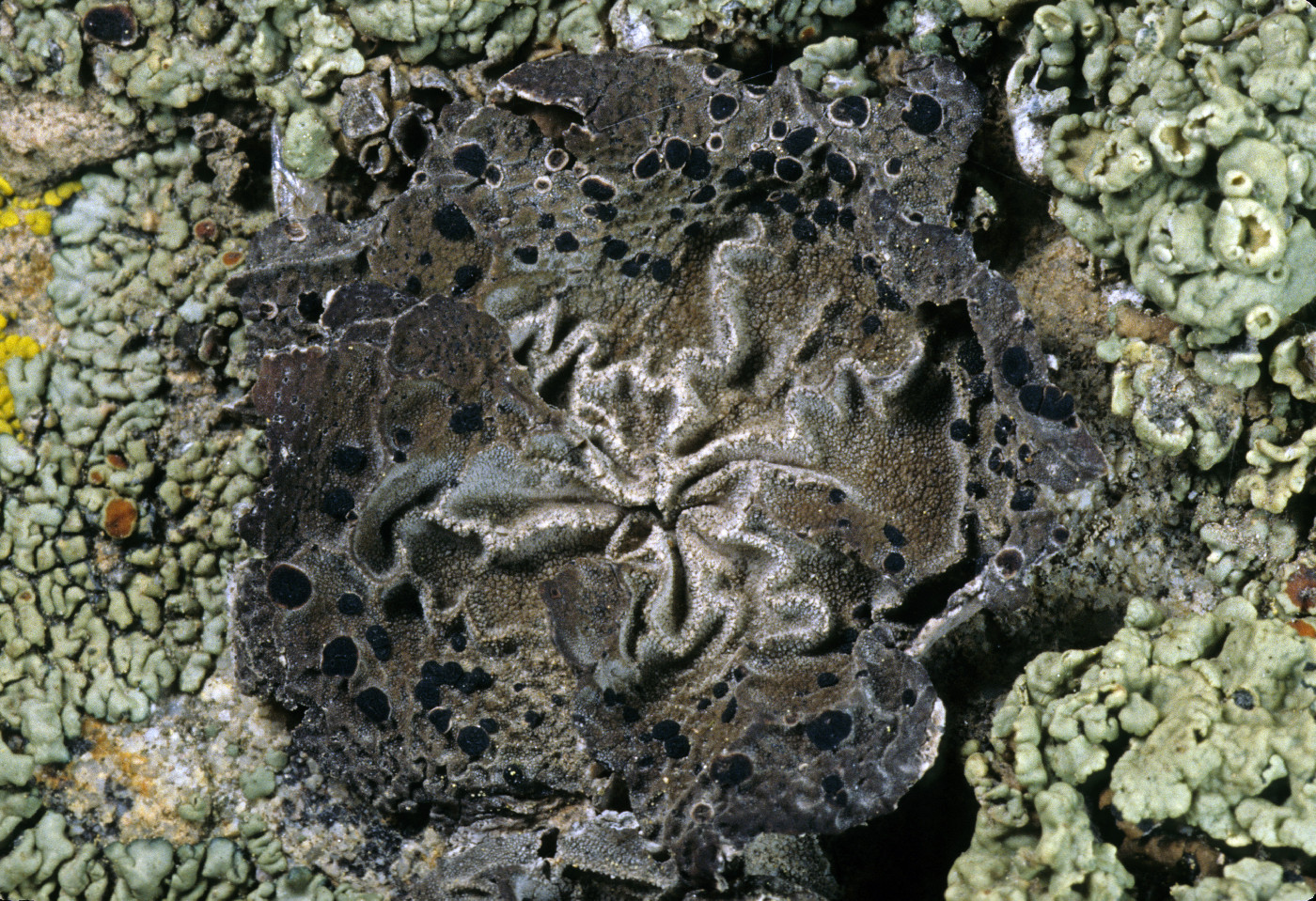 Umbilicaria polaris image