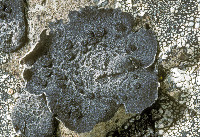 Umbilicaria polaris image