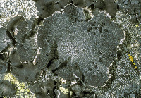 Image of Umbilicaria polaris