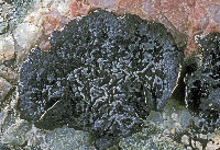 Umbilicaria (Umbilicaria) image