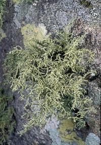 Usnea amblyoclada image