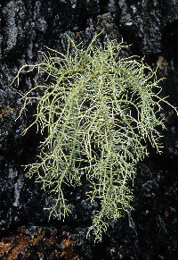 Usnea cornuta image