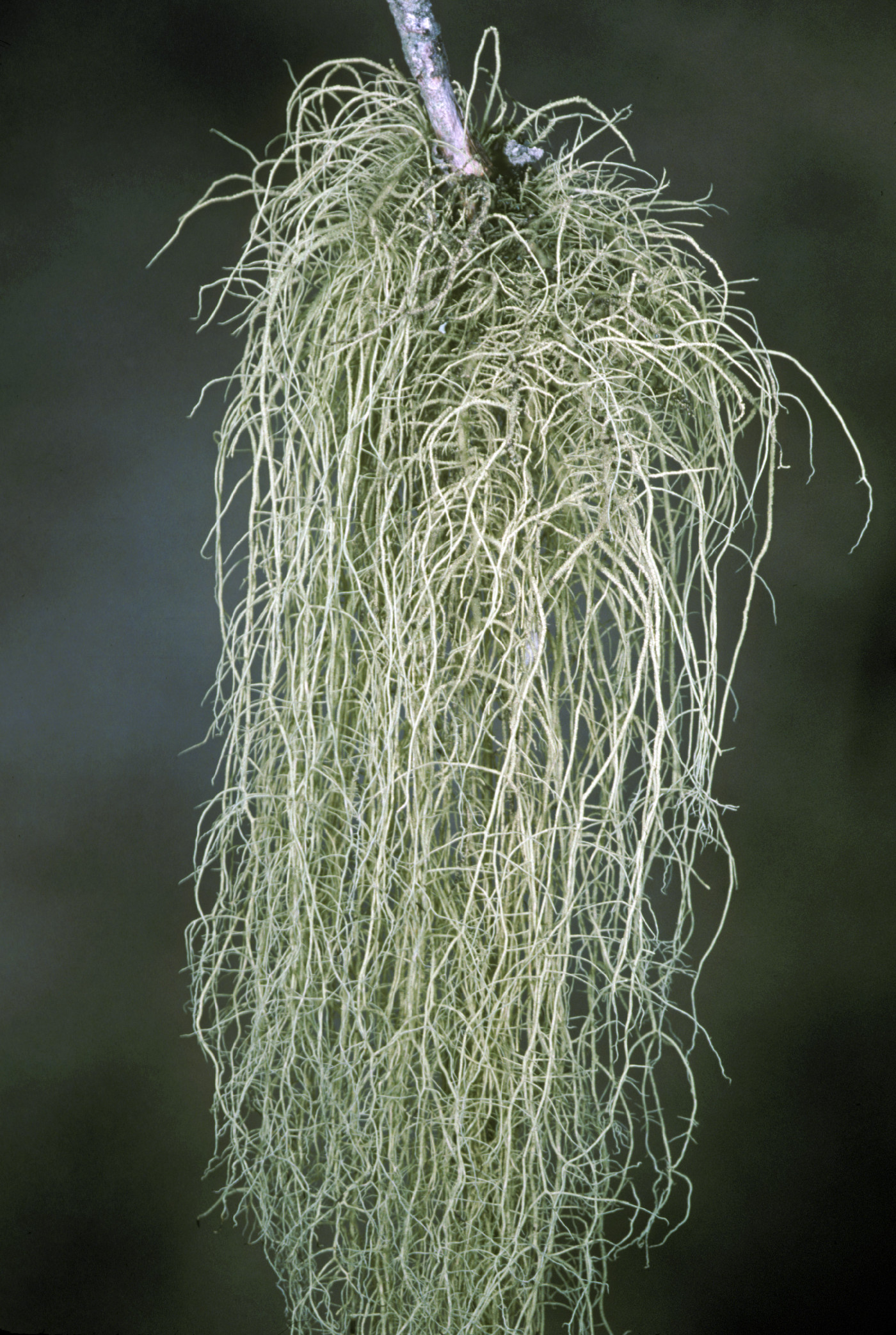 Usnea dasopoga image