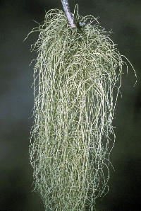 Usnea dasopoga image