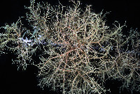 Image of Usnea flavocardia