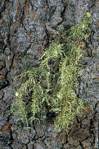 Usnea intermedia image